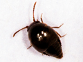 Cypha longicornis